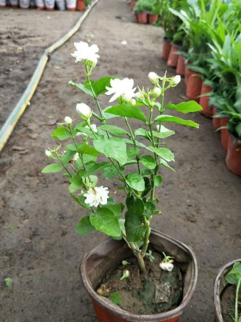 供应绿植花卉室内盆栽开花植物四季常青绿植