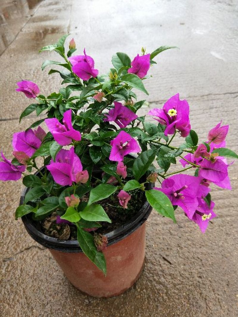 供应绿植花卉室内盆栽开花植物四季常青绿植