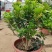 供应绿植花卉室内盆栽开花植物四季常青绿植