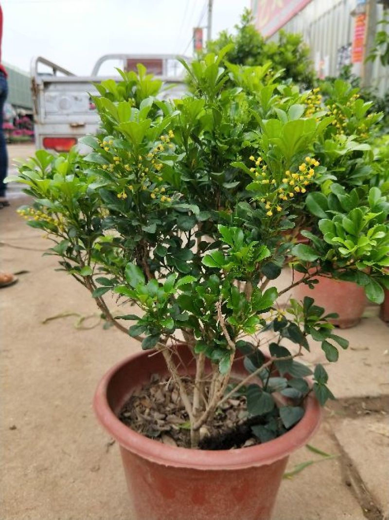 供应绿植花卉室内盆栽开花植物四季常青绿植