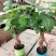 供应绿植花卉室内盆栽开花植物四季常青绿植