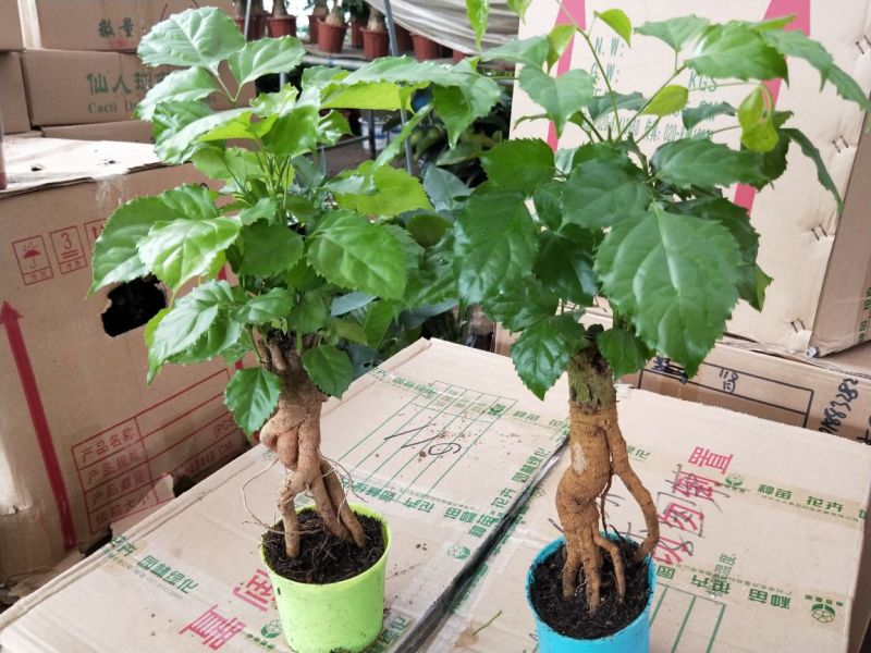 供应绿植花卉室内盆栽开花植物四季常青绿植