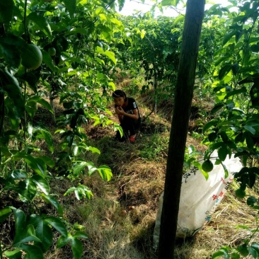 新鲜百香果
