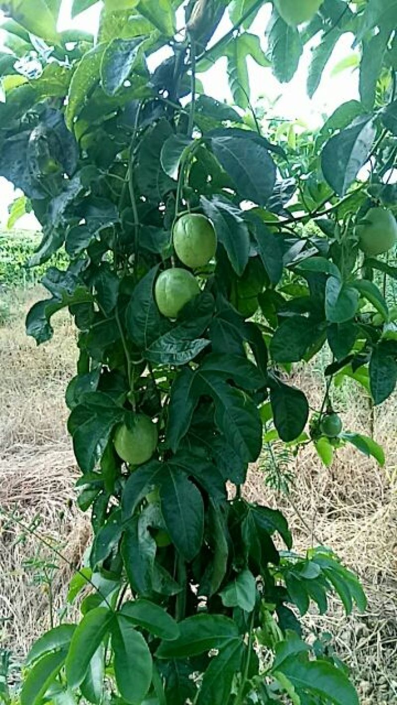 新鲜百香果