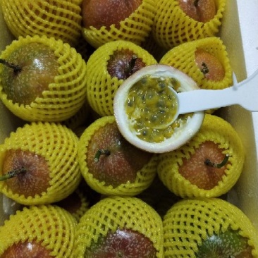 满天星百香果，批发，一件代发，欢迎咨询下单