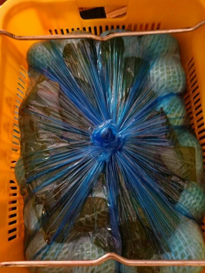 珍珠番石榴60~70mm白心产地直发视频看货