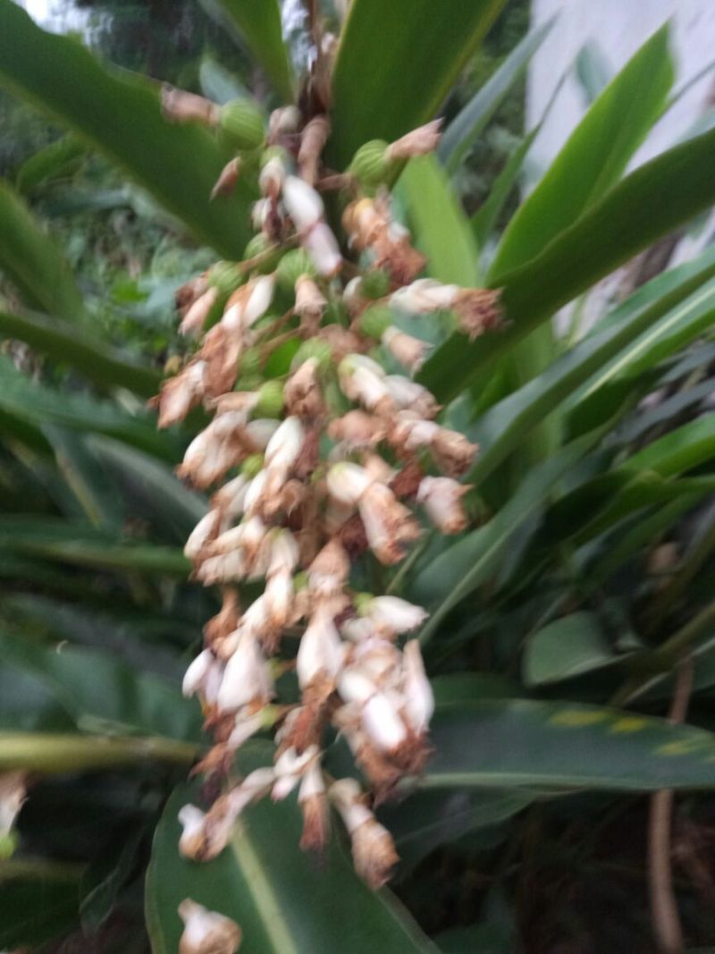 香砂仁