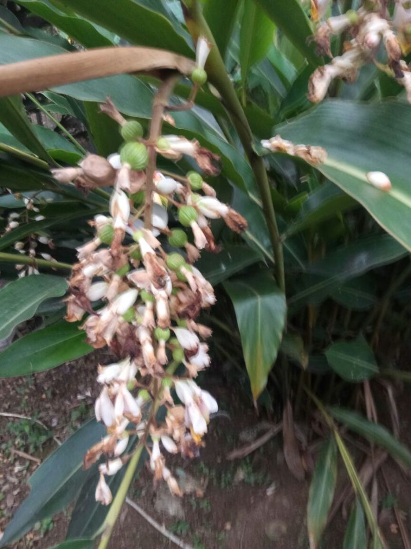 香砂仁