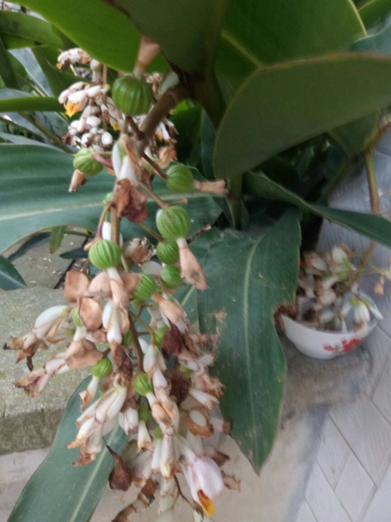 香砂仁