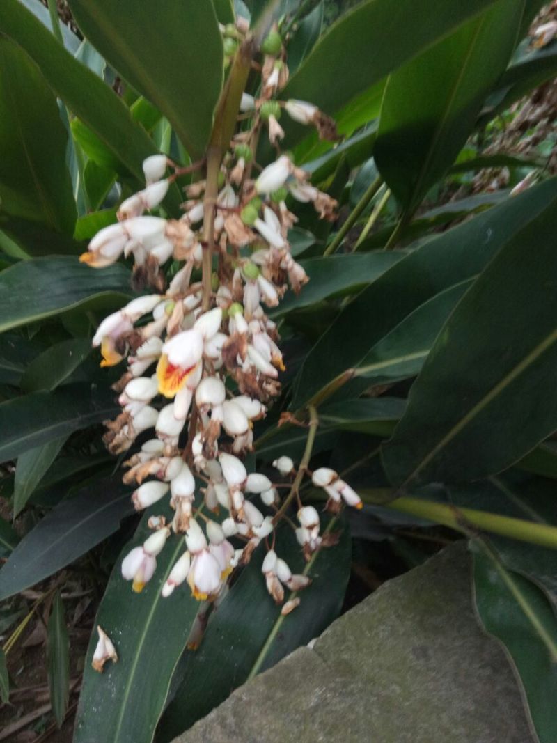 香砂仁