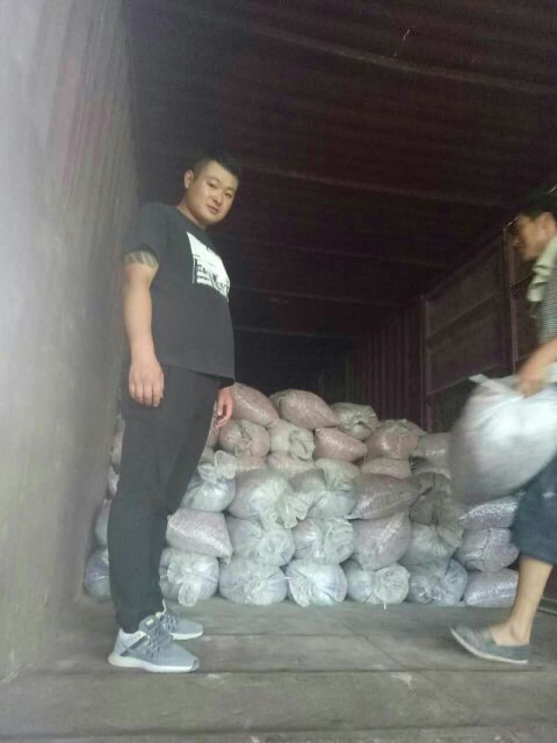 红根蒜苗种子，大蒜，蒜黄种子
