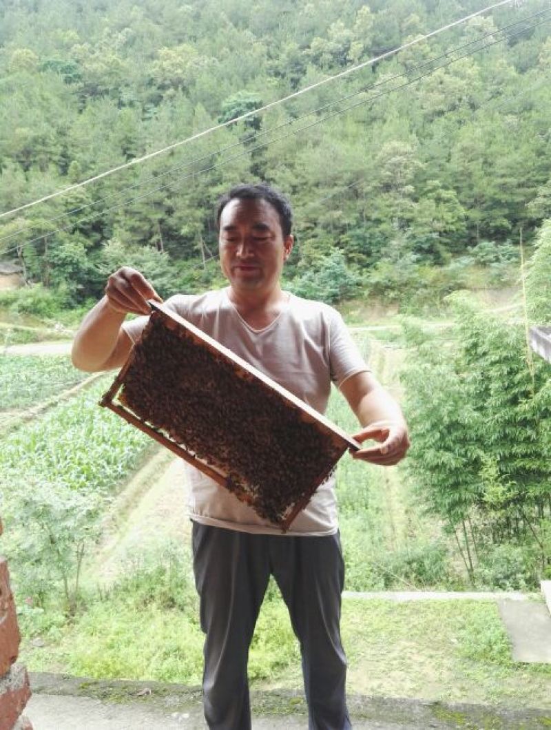 汉中城固县北山土蜂蜜