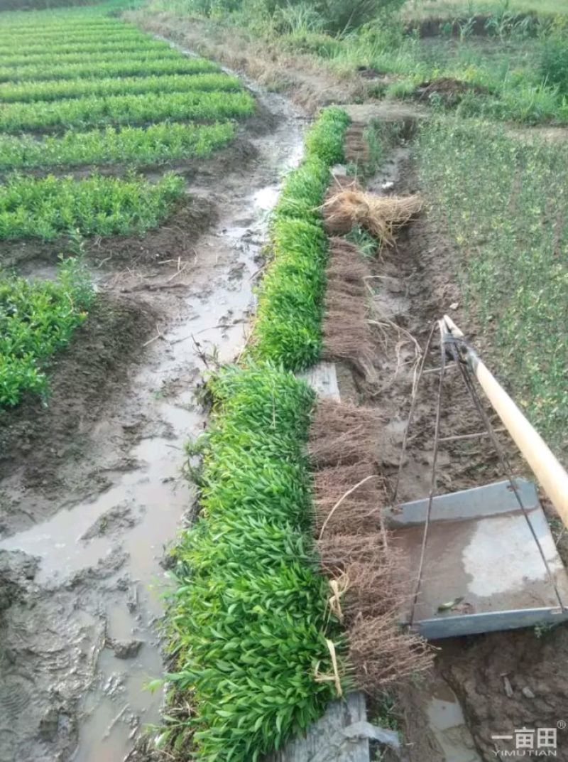 酸柑苗可嫁接沃柑，不知火，甘平