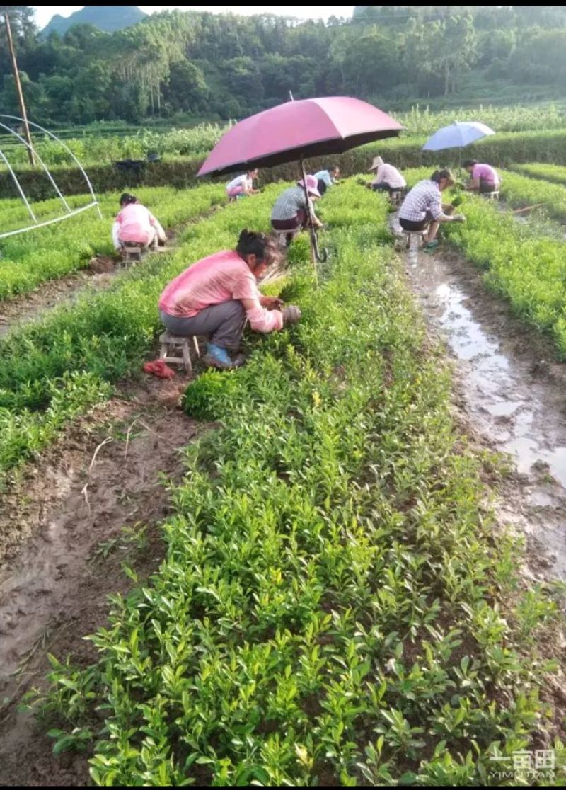 酸柑苗可嫁接沃柑，不知火，甘平