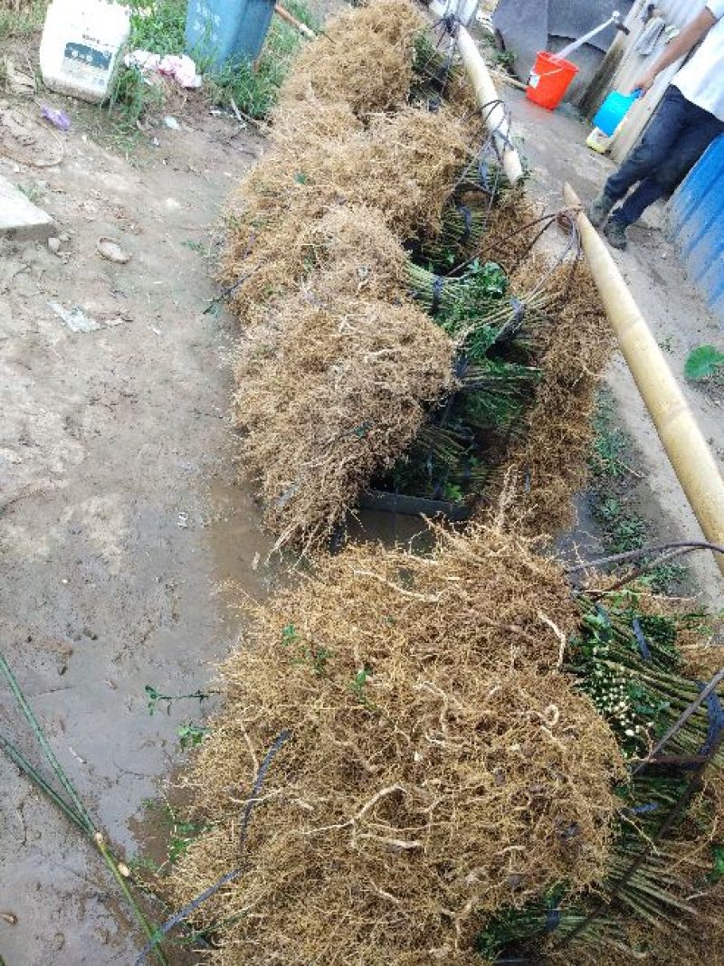 积壳苗，地径0.5以上可嫁接各种柑橘，优质粘木