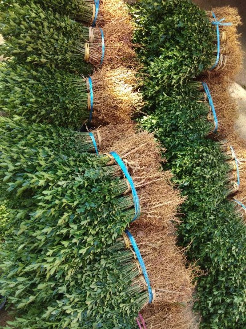 积壳苗，地径0.5以上可嫁接各种柑橘，优质粘木