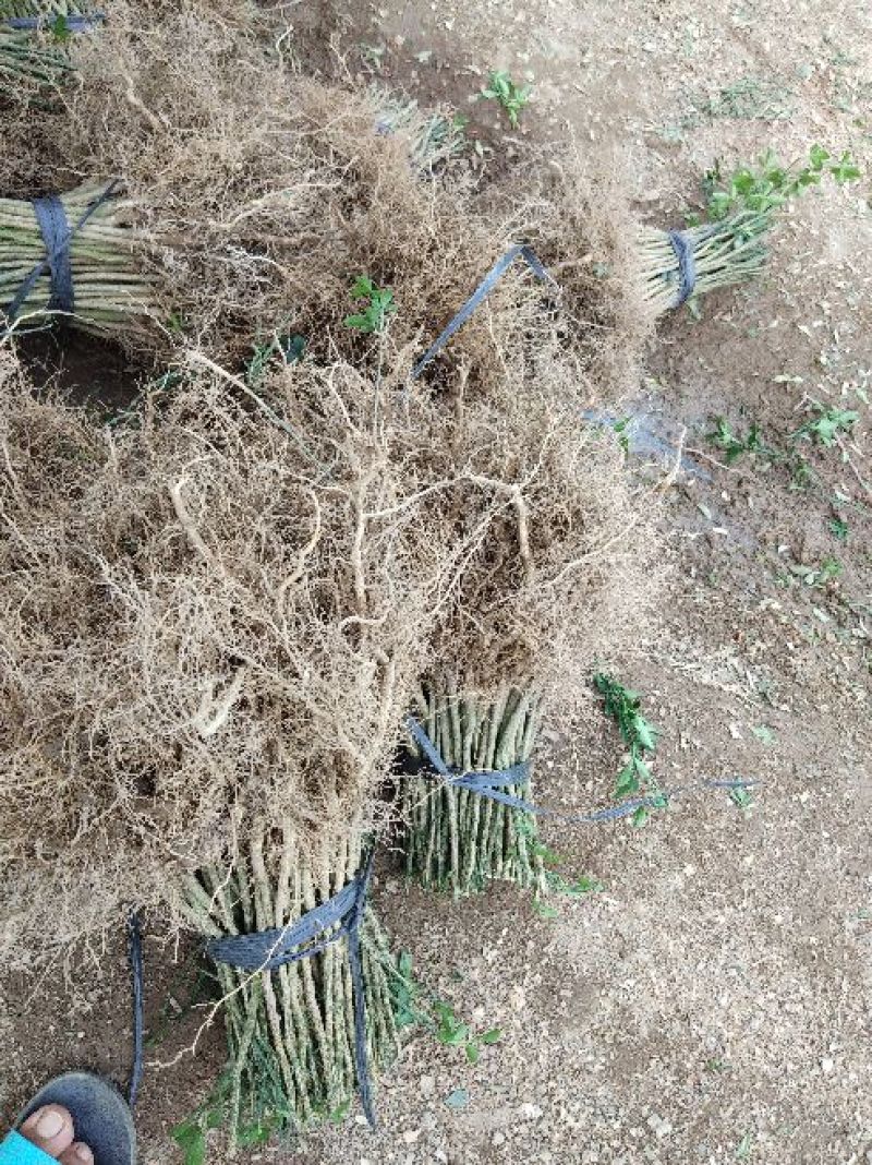 积壳苗，地径0.5以上可嫁接各种柑橘，优质粘木