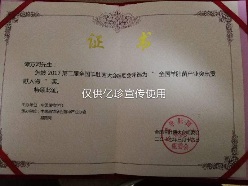 供应高产羊肚菌种