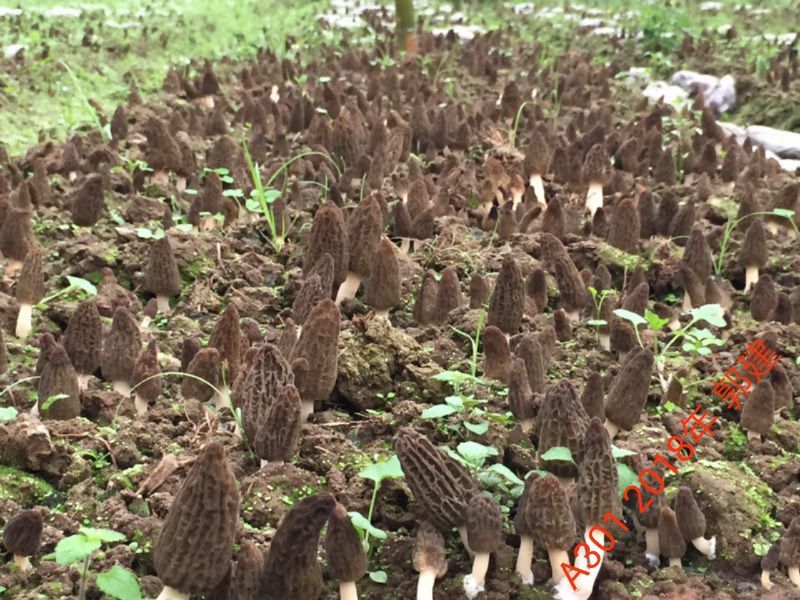供应高产羊肚菌种