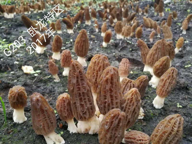 供应高产羊肚菌种