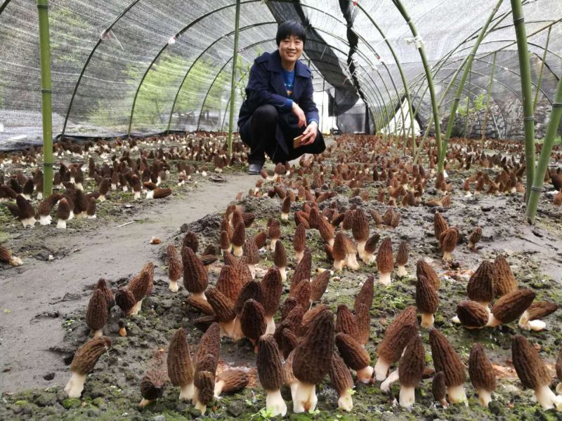 供应高产羊肚菌种