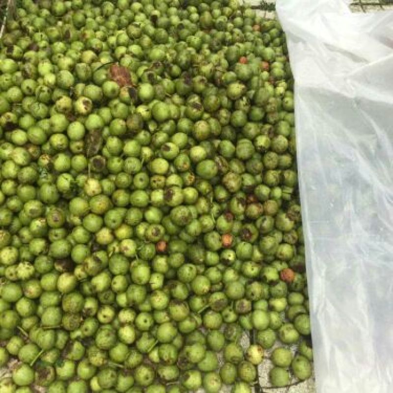 漾濞大泡核桃