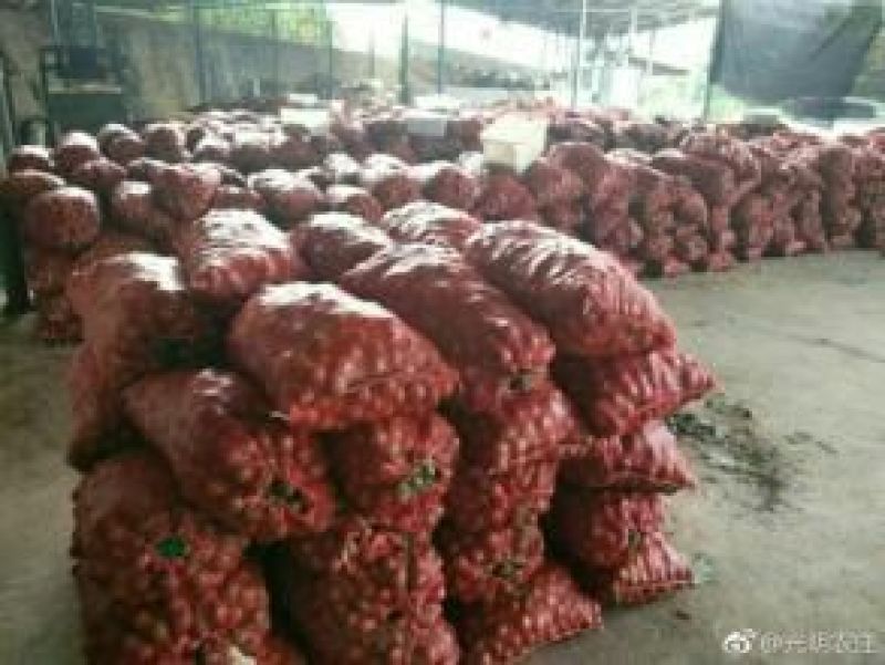 漾濞大泡核桃