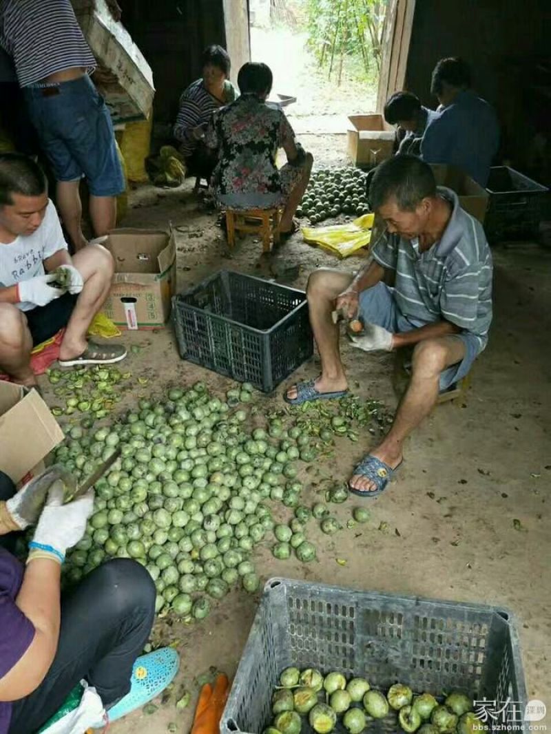 漾濞大泡核桃