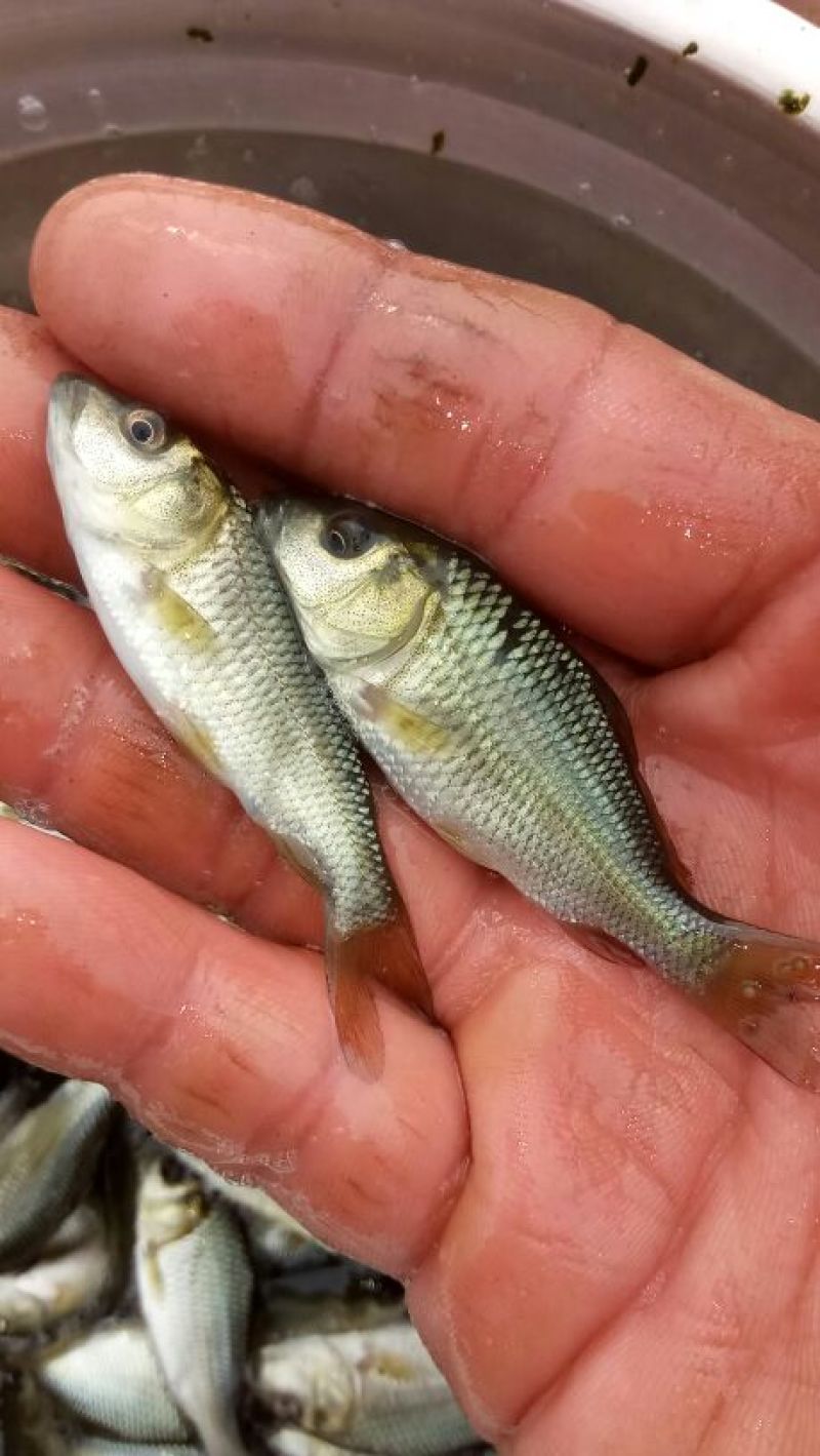 草鱼鲤鱼裸鲤青鱼鱼苗