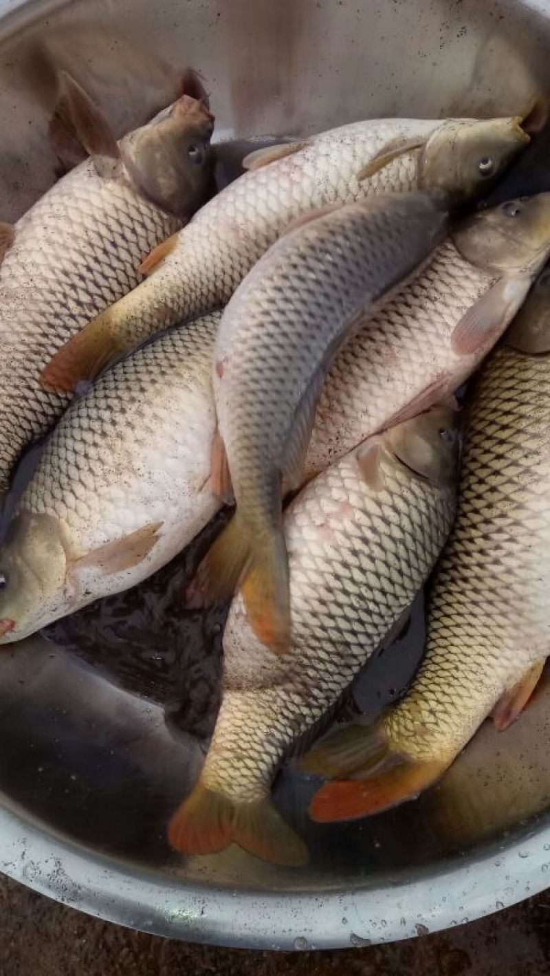 草鱼鲤鱼裸鲤青鱼鱼苗