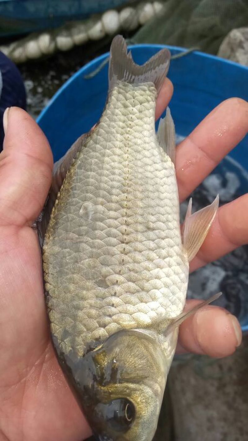 草鱼鲤鱼裸鲤青鱼鱼苗