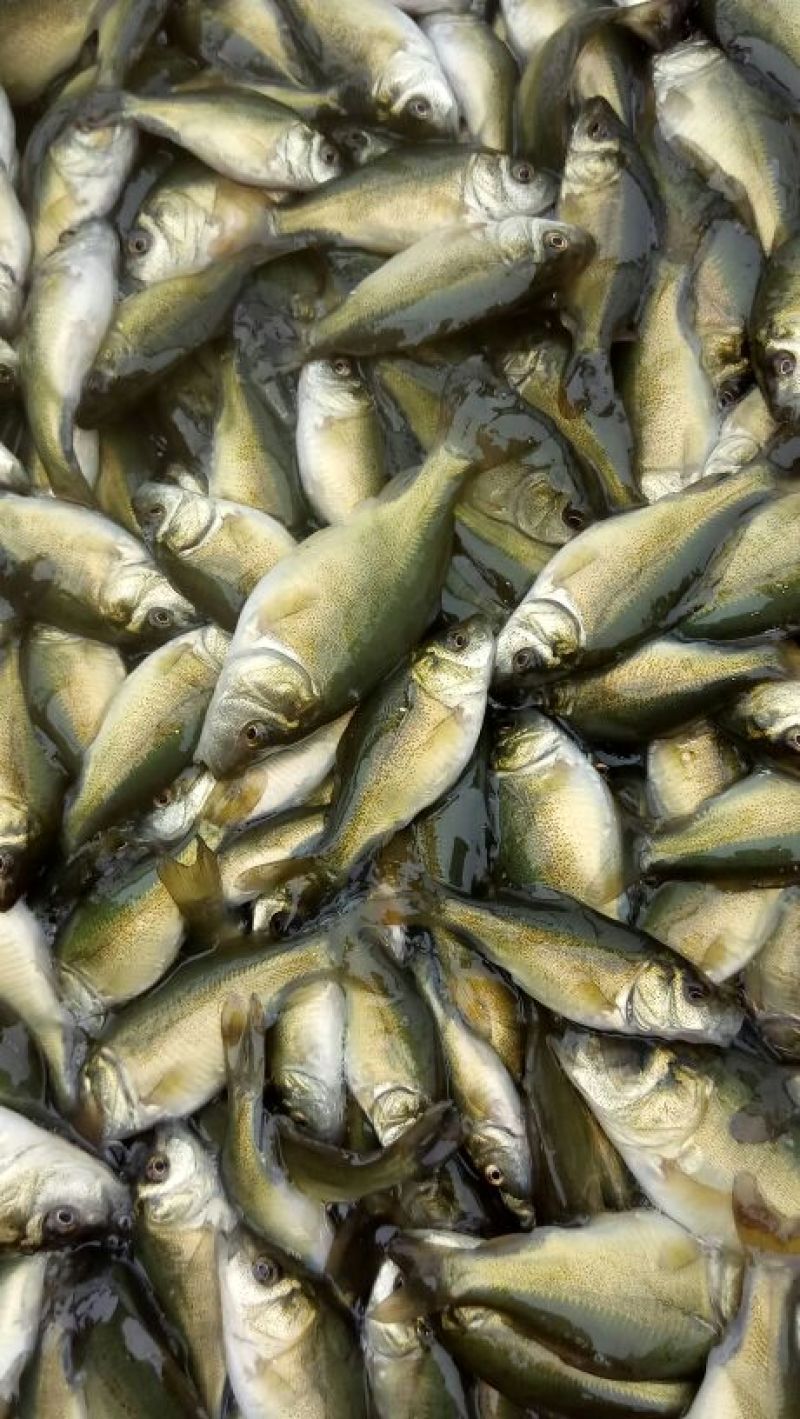 草鱼鲤鱼裸鲤青鱼鱼苗
