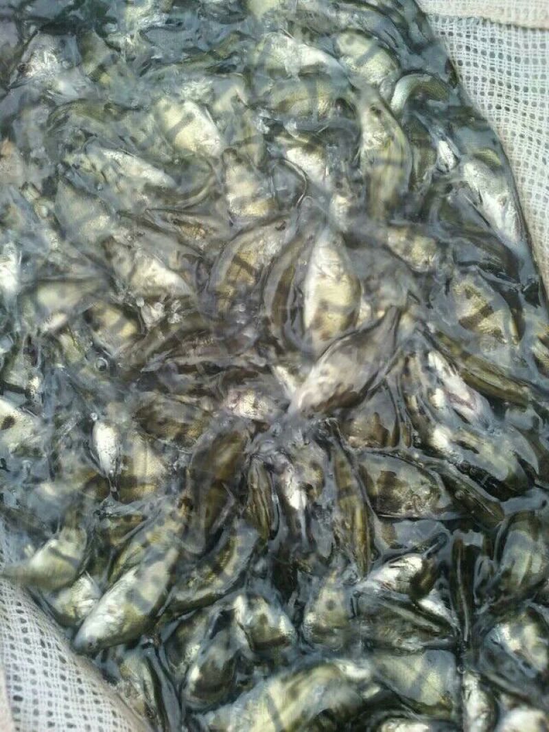 草鱼鲤鱼裸鲤青鱼鱼苗