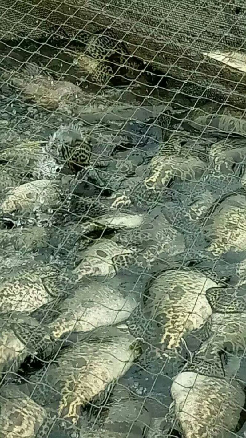 草鱼鲤鱼裸鲤青鱼鱼苗