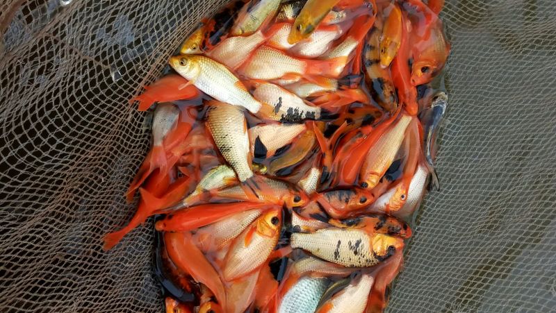 草鱼鲤鱼裸鲤青鱼鱼苗