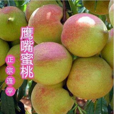 鹰嘴蜜桃（广东省包邮送百香果）