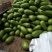 青茄5两以上