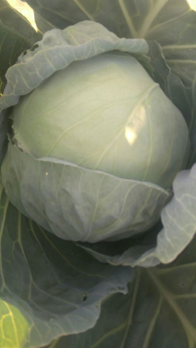 翡翠2号甘蓝