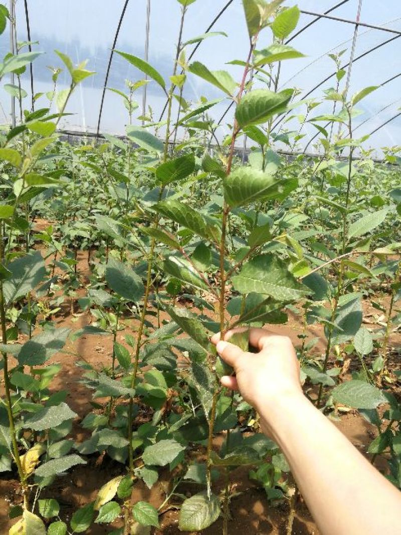 樱桃砧木苗吉塞拉17号6号Y1小苗/直接嫁接苗
