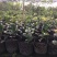 树葡萄新品种上市（艾斯卡）15公分到20