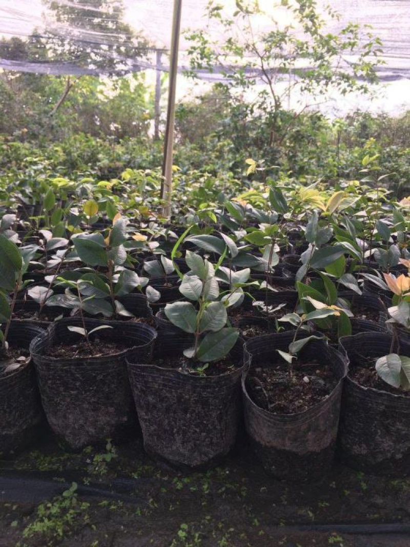 树葡萄新品种上市（艾斯卡）15公分到20