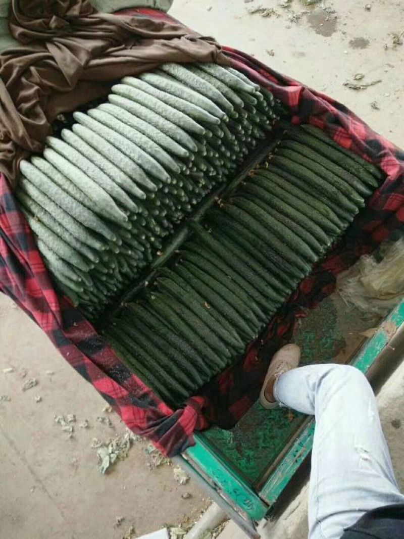 【精选】河北精品黄瓜大量上市顶花带刺自备大型冷库！