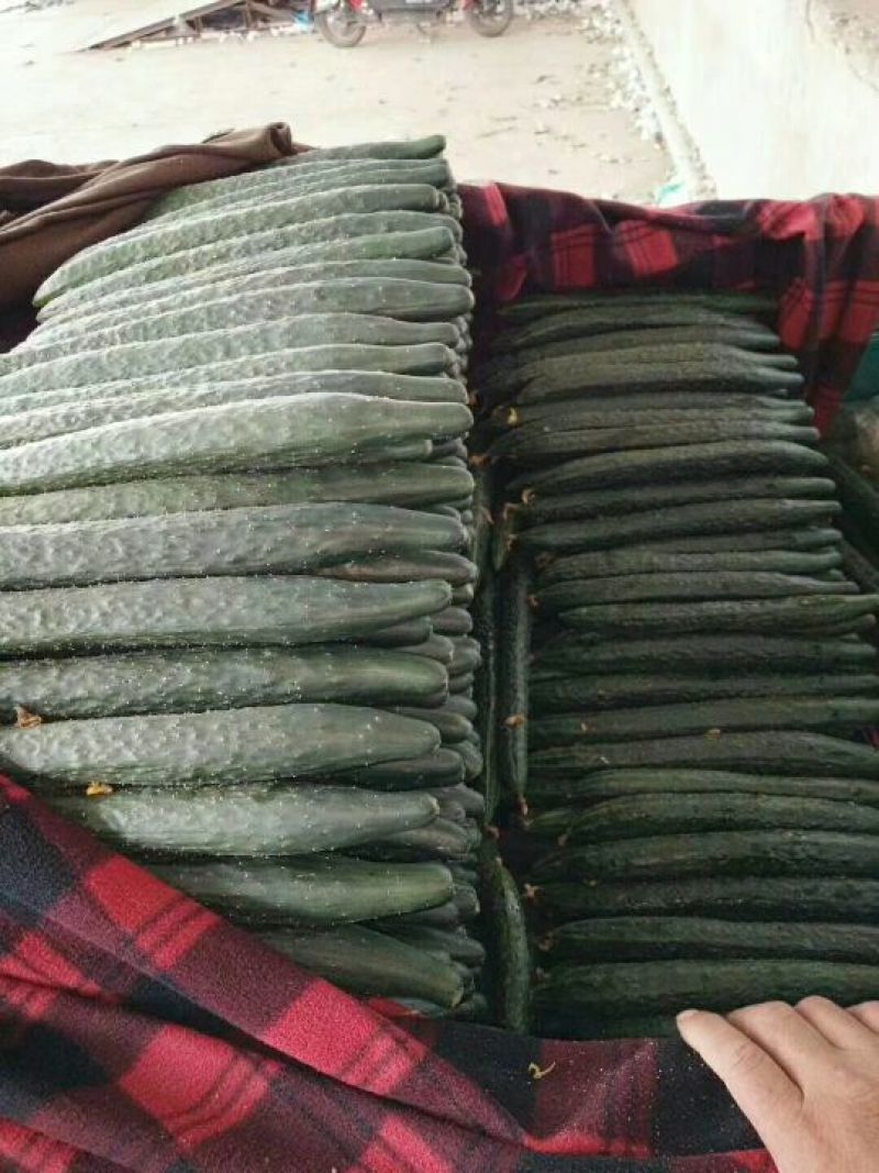 【精选】河北精品黄瓜大量上市顶花带刺自备大型冷库！