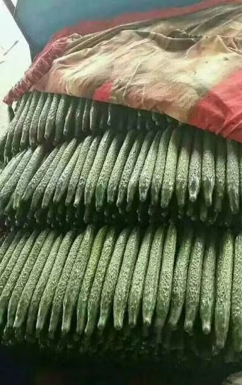 【精选】河北精品黄瓜大量上市顶花带刺自备大型冷库！
