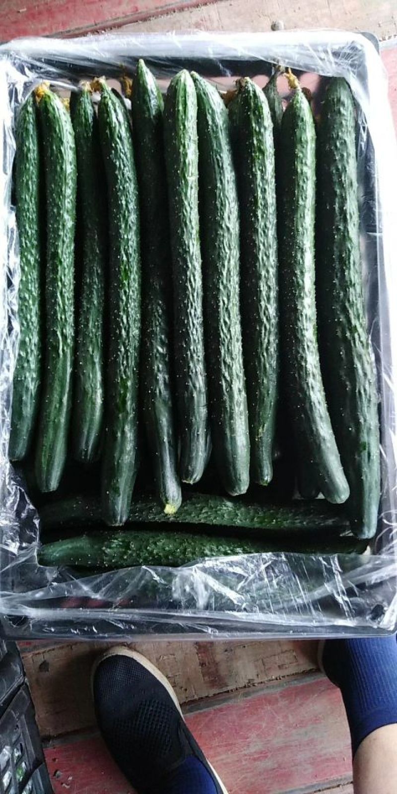 【精选】河北精品黄瓜大量上市顶花带刺自备大型冷库！