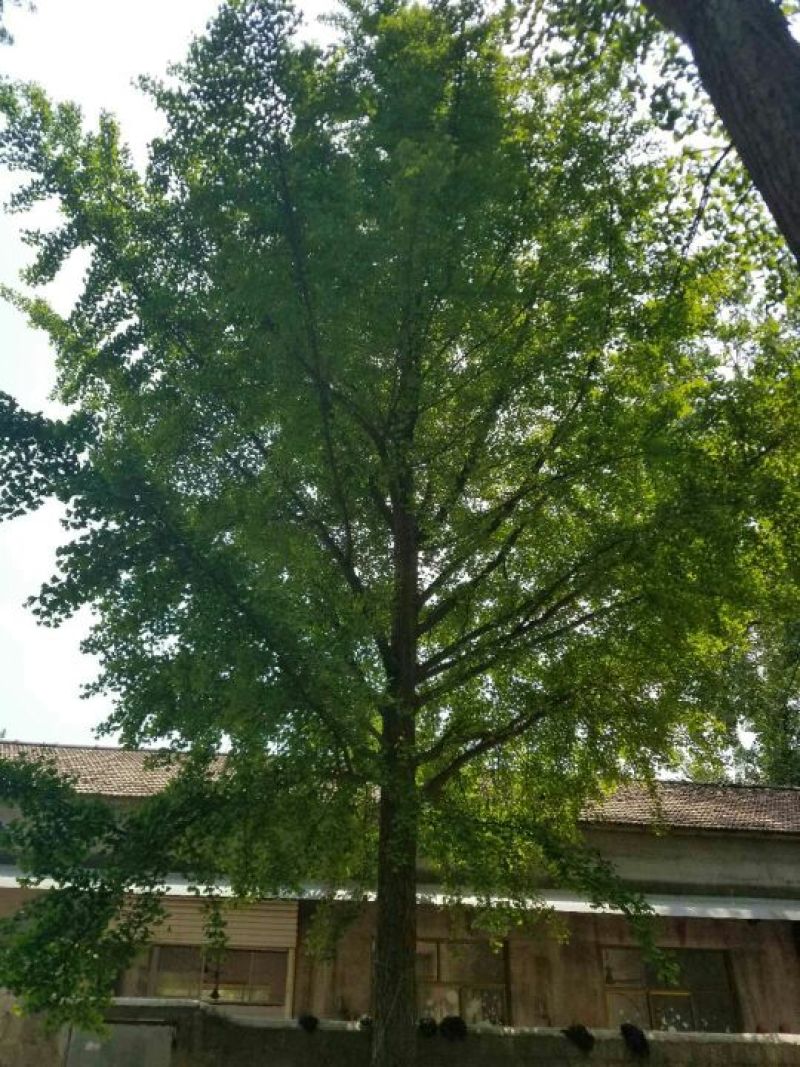 30精品银杏树