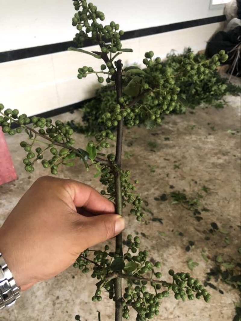 藤椒苗30~50cm