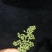 藤椒苗30~50cm