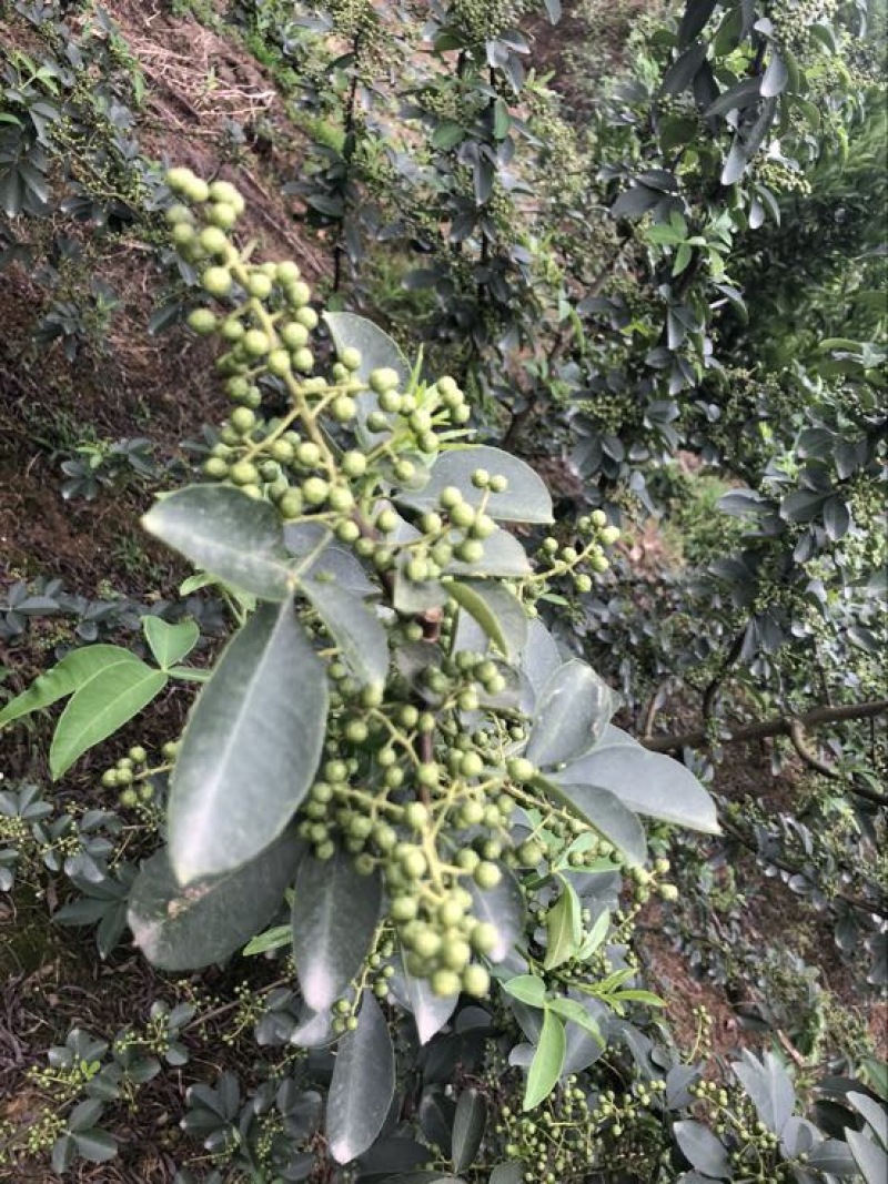 藤椒苗30~50cm