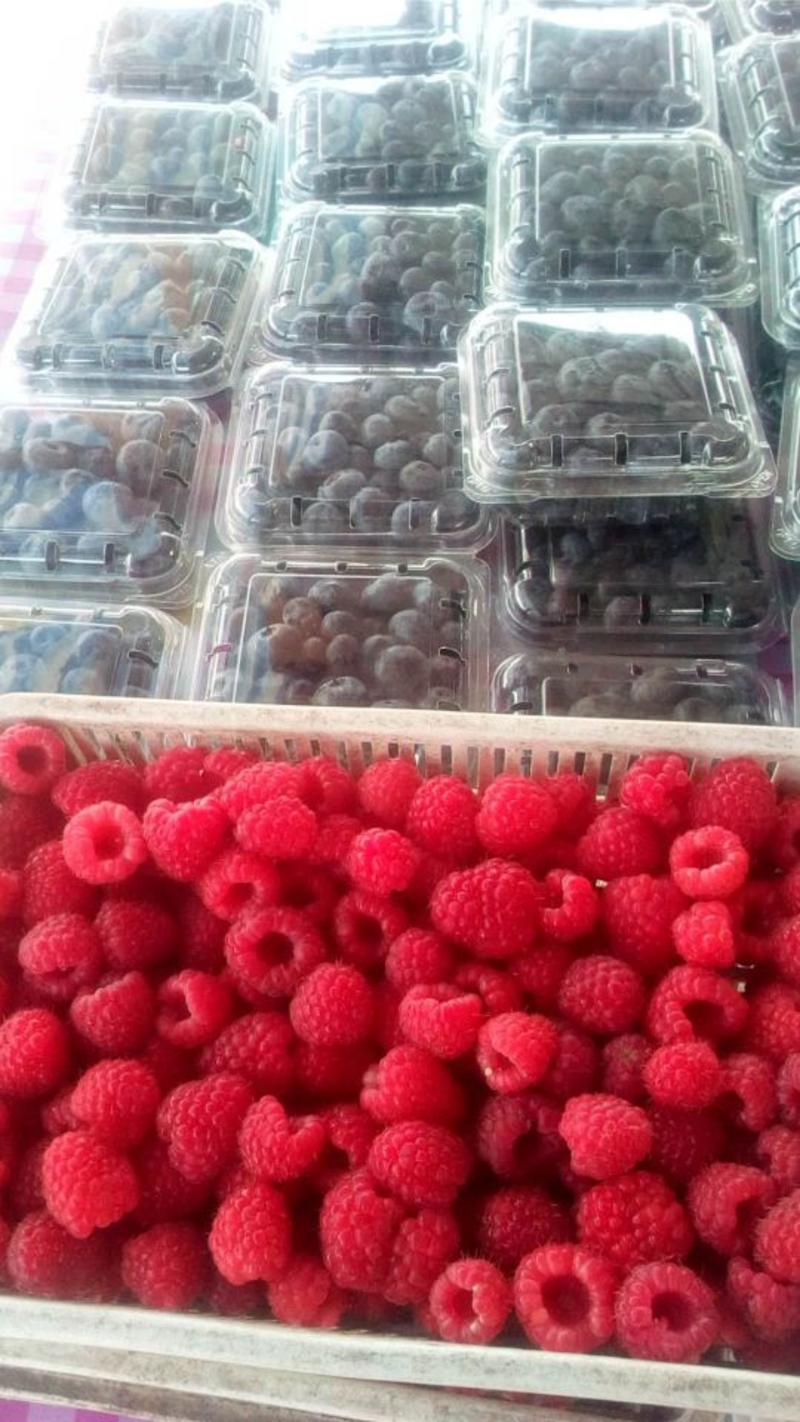 出售红树莓果、黑加伦鲜果、红灯笼果